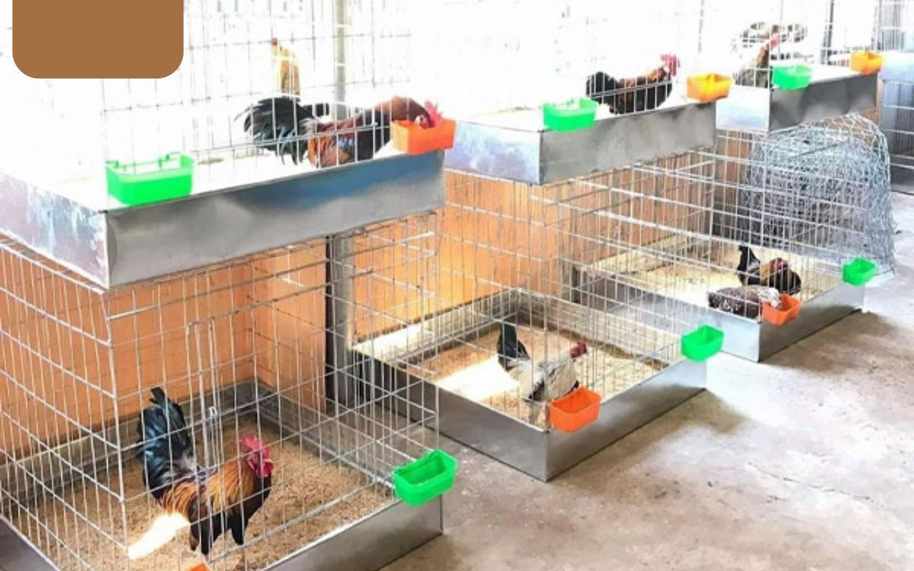 cach-lam-chuong-ga-da-de-sinh-san.jpg cach-lam-chuong-ga-da-de-sinh-san.jpg