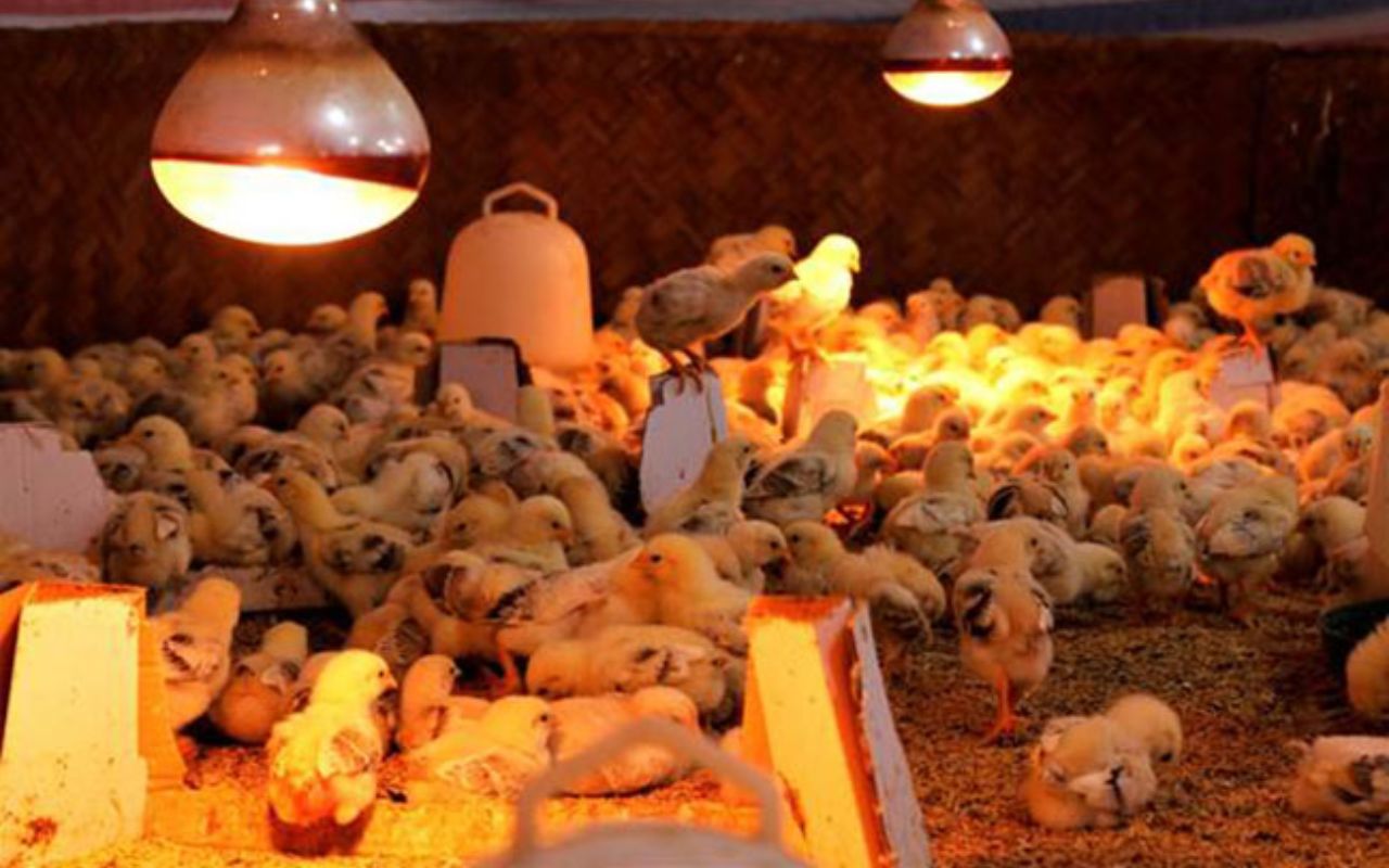 cach-lam-chuong-ga-um-hieu-qua.jpg cach-lam-chuong-ga-um-hieu-qua.jpg