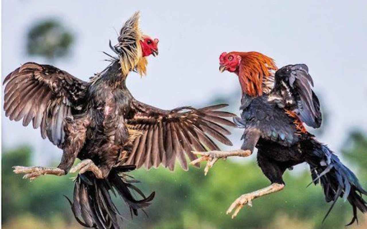 cach-lam-ga-choi-mau-chien-thumbnail_1_11zon.jpg cach-lam-ga-choi-mau-chien-thumbnail_1_11zon.jpg