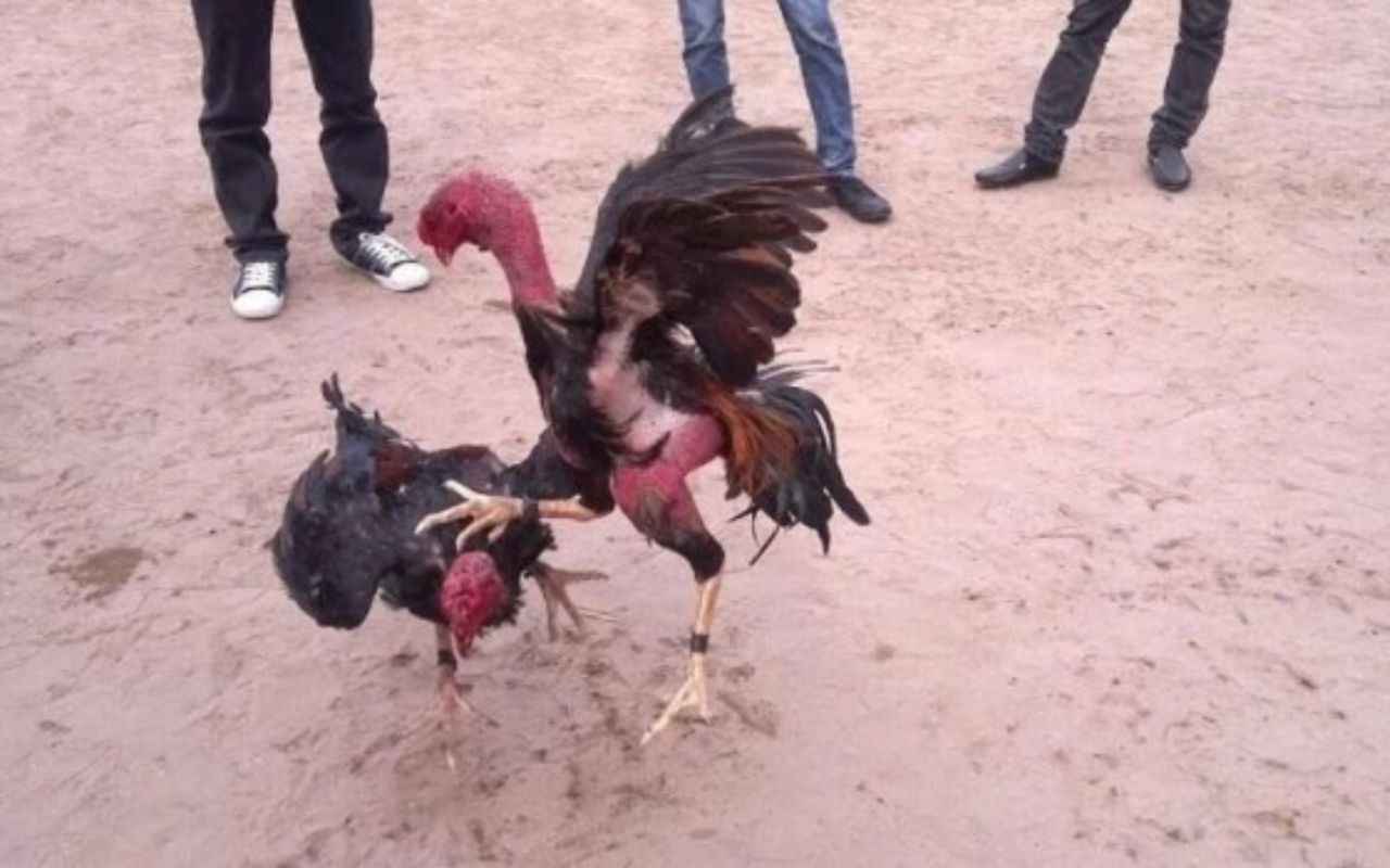 cach-lam-ga-choi-mau-chien-tot-nhat_2_11zon.jpg cach-lam-ga-choi-mau-chien-tot-nhat_2_11zon.jpg