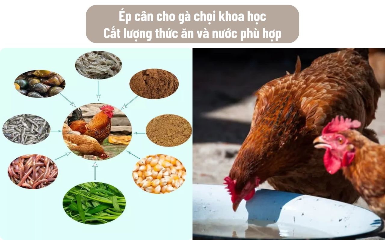 cat-giam-thuc-an-va-nuoc.jpg