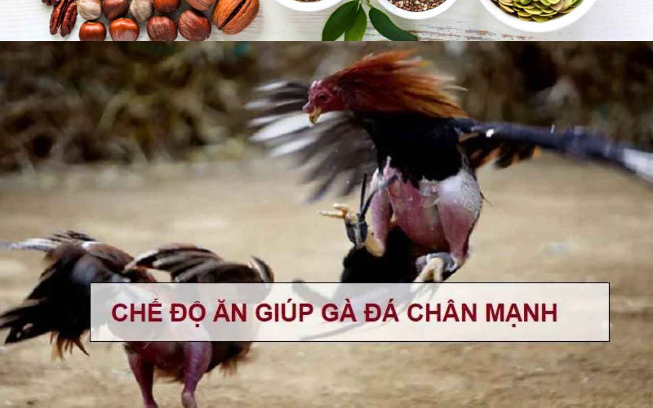 che-do-an-giup-ga-da-chan-manh.jpg