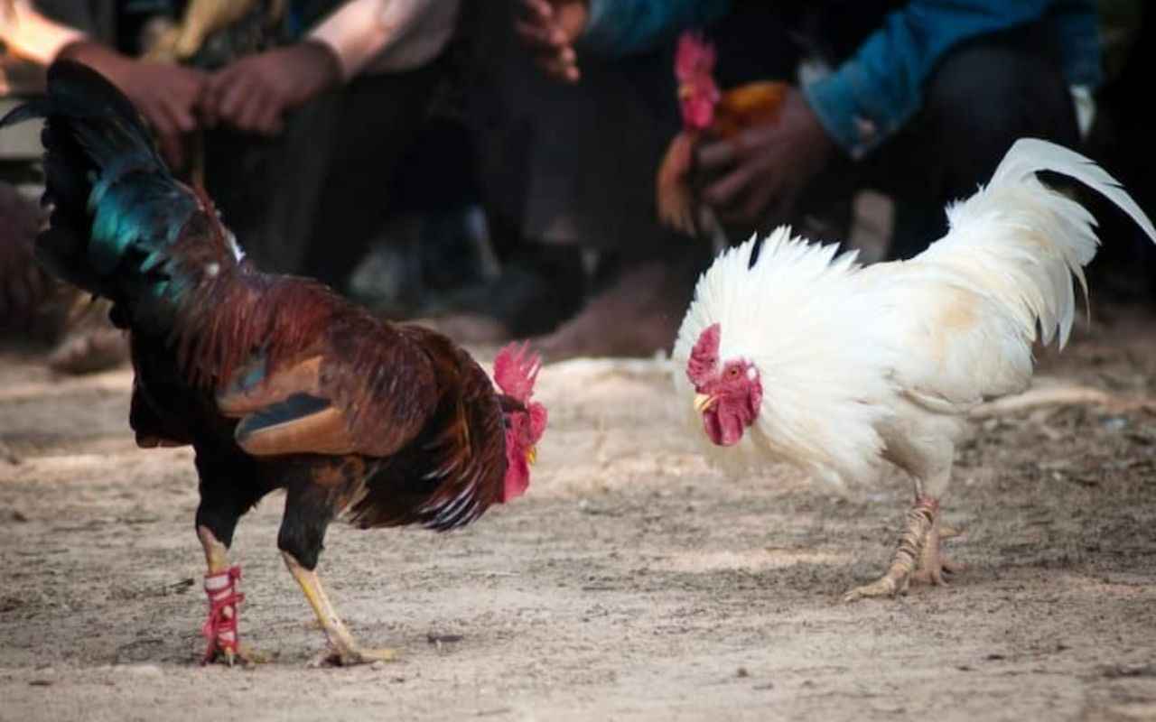 kich-thich-tam-ly-va-do-hung-hang_4_11zon.jpg kich-thich-tam-ly-va-do-hung-hang_4_11zon.jpg