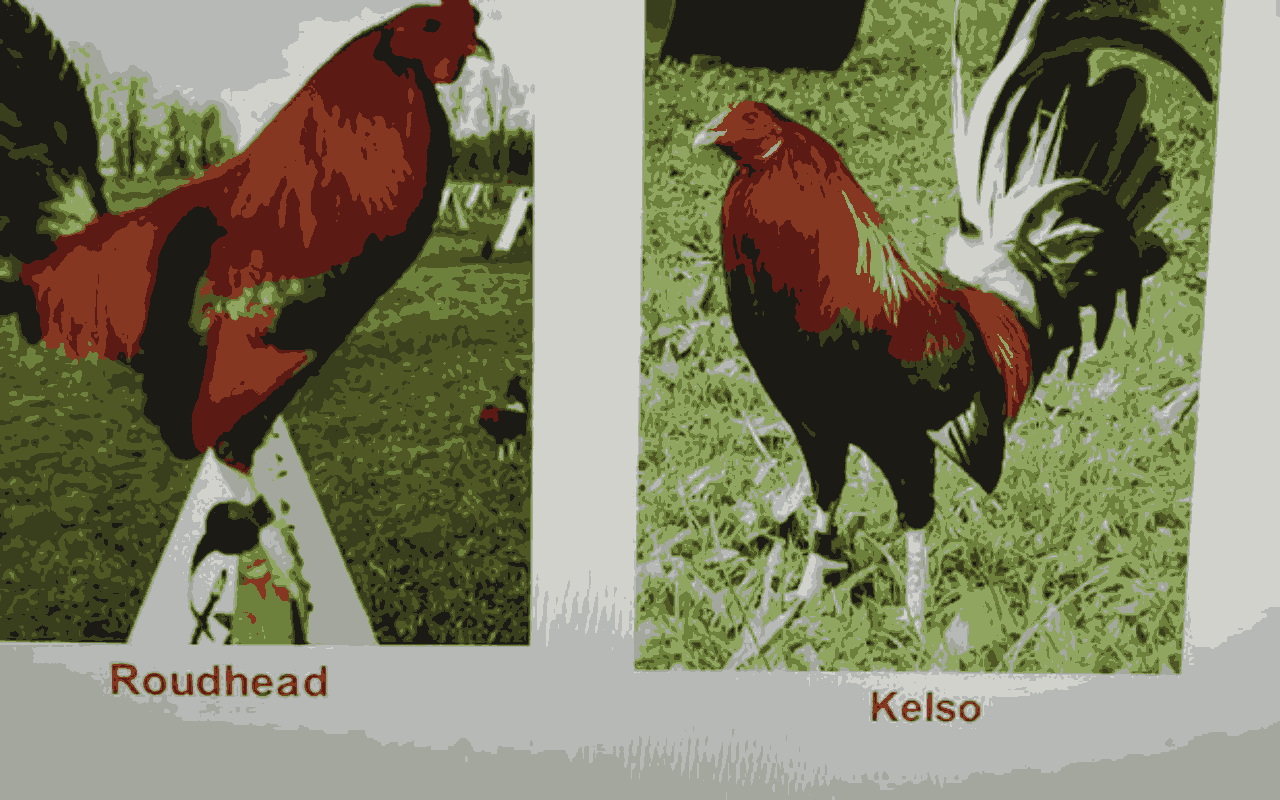 kien-thuc-lai-tao-ga-da-nguon-Kenny-Troiano.png