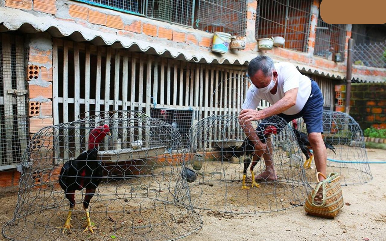 long-nuoi-ga-da-trong-qua-trinh-luyen-tap.jpg long-nuoi-ga-da-trong-qua-trinh-luyen-tap.jpg