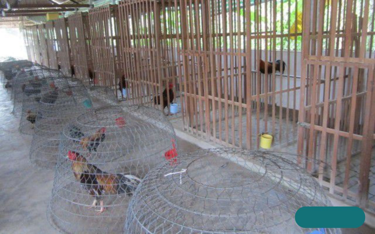 xay-chuong-buoi-ga-da-rat-don-gian.jpg xay-chuong-buoi-ga-da-rat-don-gian.jpg