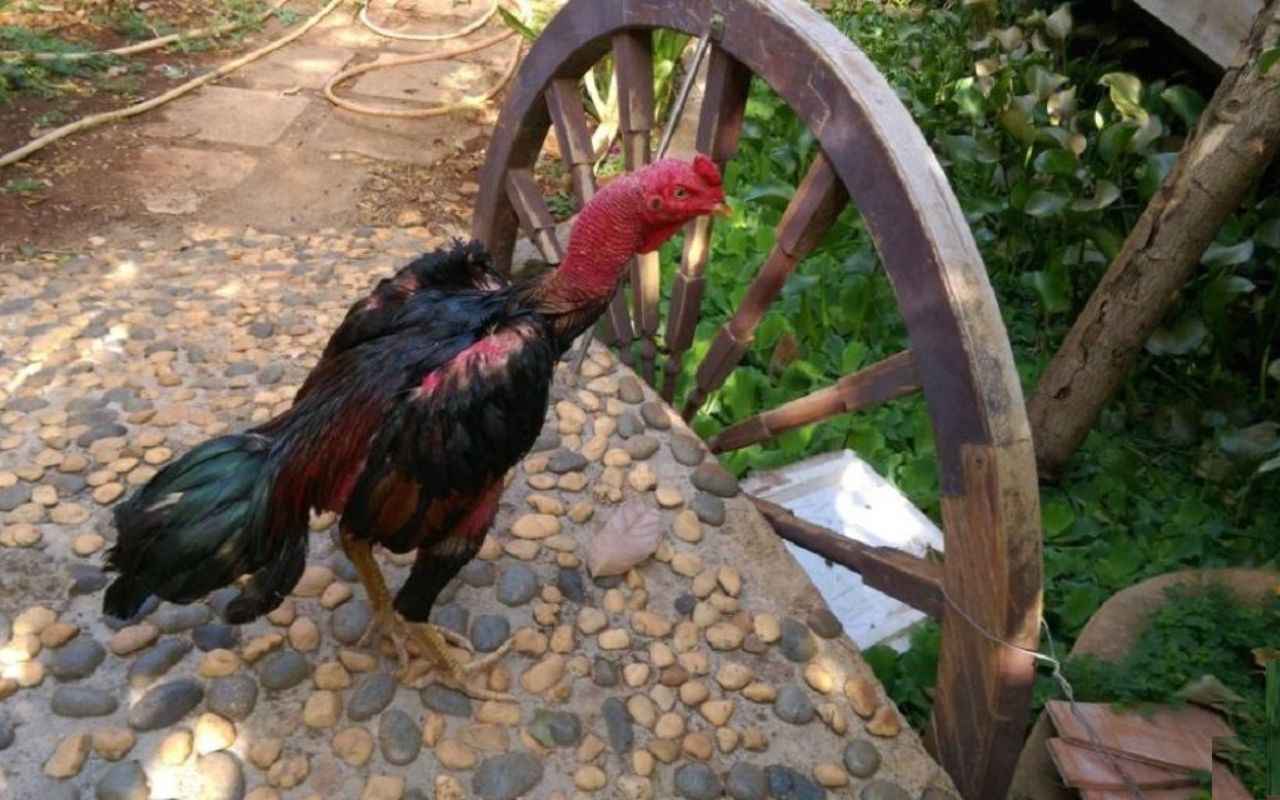 yeu-to-gen-di-truyen-la-quan-trong-nhat_8_11zon.jpg yeu-to-gen-di-truyen-la-quan-trong-nhat_8_11zon.jpg